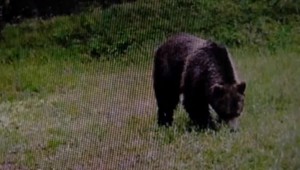 Návštevníci Ľubovnianskej vrchoviny, pozor: Tu a v okolí mesta sa pohybuje medveď