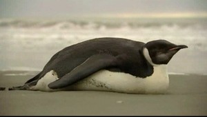 Preplával 6000 kilometrov a prežil