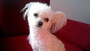 Pomôžte nájsť prítulnú kríženú čivavu Lili