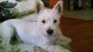 Na Oravskej priehrade sa stratil Bono, nevideli ste ho?