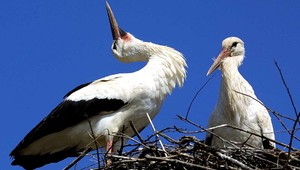 Bocian načapal partnerku s iným, vyhádzal vajcia
