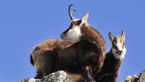 Veľký deň tatranských kamzíkov. Ochranári ich spočítavali v teréne