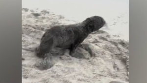 VIDEO: Záchranná akcia na pláži. Ľudia zachránili život tulením mláďatám