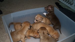 Veterinár chcel prepašovať 17 sáčkov heroínu. Všil ich do tiel šteniat