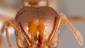 V Európe sa objavil jeden z najnebezpečnejších inváznych druhov mravcov