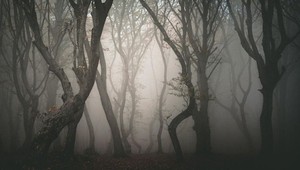 Bermudský trojuholník Rumunska: Do tohto lesa sa odváži už len málokto