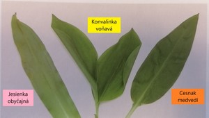 Zbierate medvedí cesnak? Pozor,nepomýľte si ho s touto smrteľne jedovatou rastlinou!