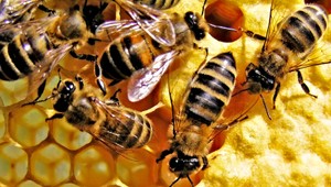 Sú maličké, pre planétu dôležité, ale postupne vymierajú. EÚ musí zmeniť stratégiu záchrany hmyzu