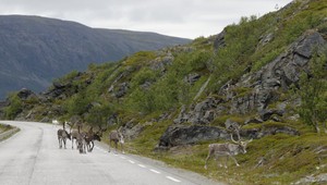Stovky sobov umierajú na železniciach. Strojvodcovia o nich napriek varovaniam nevedia