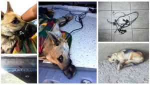 Absolútne zlo. Pri Košiciach niekto vyhodil pod most fenku zviazanú drôtom