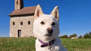 Stratila sa fenka Ellie. Rodina prosí o pomoc s hľadaním, ponúka odmenu