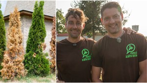 Máte živý plot z tují, no stále vám ohnedne? Nie je za tým sucho, TOTO sú hlavné dôvody!