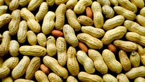 Colníci našli trištvrte tony kokaínu v zásielke od arašidov