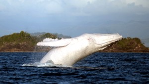 Moby Dick existuje! Nafotila ho zdravotná sestra v Austrálii
