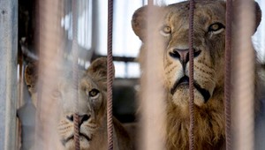 Šelmy, ktoré údajne ušli zo ZOO, nakoniec našli v ich výbehoch