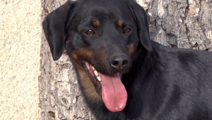 Žiletky a jed na potkany podsunul neznámy muž psovi na dvore. Majiteľ sa chce obrátiť na políciu