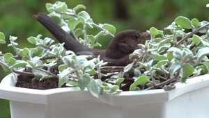 Sledovanie vtákov a počúvanie vtáčieho spevu pomáha podľa vedcov pri liečbe depresie