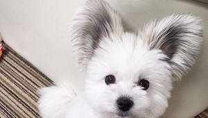 Rozkošný psík s prezývkou Mickey Mouse: Keď ho uvidíte, okamžite pochopíte, prečo mu tak hovoria