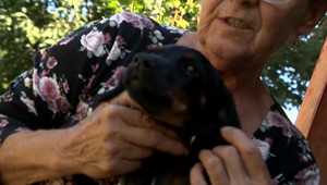 Dôchodkyňa si chcela adpotovať psa. Zviera ale nedostala s tým, že je na to príliš stará