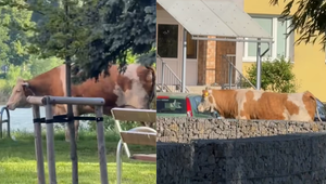 VIDEO: Ľudia neverili vlastným očiam. Po košickom sídlisku pobehovala krava