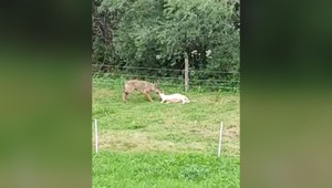 VIDEO: Vlk zrejme stratil plachosť. Pri rodinnom dome zabil jahňa