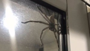Pavúk neuveriteľných rozmerov vyrušil manželov počas večere