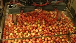 V produkcii ovocia a zeleniny je Slovensko sebestačné na menej ako 50 percent. Pomôže štát ovocinárom?