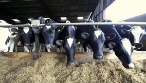 Farma v Staškovciach je v karanténe! Kvôli antraxu...