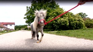 Slepého koníka Tristana, ktorý zmizol, majú majitelia už doma. Našli ho na mieste, kde by to nečakali