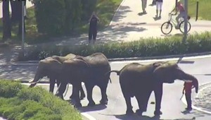 Cirkusanti doviedli na námestie sloniu rodinu. Zasahovali policajti