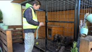 Susedia ho obviňujú z týrania zvierat. Jeden z jeho psov mal zhorieť v kotli