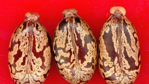 Tunisan podľa úradov plánoval útok ricínom, je vo väzbe