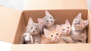 V školskej učebnici nájdu deti návod, ako udusiť mačiatka v škatuli