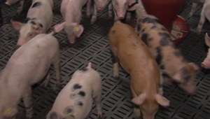 Nočná mora chovateľov opäť straší. Z Poľska sa k nám nebezpečne blíži africký mor ošípaných