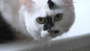 Mačka Jetelina prerušila živé vysielanie JOJ 24 a stala sa hviezdou