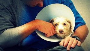 Dojímavé video. Týraný psík sa učí ľudskému dotyku