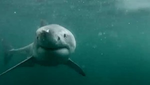 Muž na úteku pred políciou riskoval viac, než mal. Skočil do vody plnej žralokov