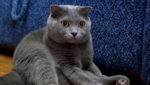 Novonarodené mačiatka boli vyhodené v kontajneri. Dostali druhú šancu na život