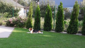 Bígl Gasty chýba svojim majiteľom, stratil sa pri venčení