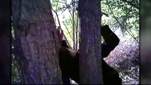 Muža priklincovali na strom. Obvinený zatiaľ nie je nikto