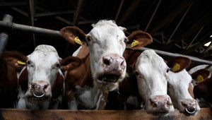 Premiér zvolal mimoriadne rokovanie k slintačke a krívačke. Aké sú jeho závery?