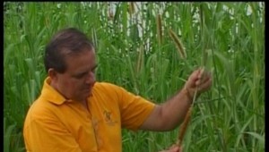 Brazílčania testujú palivo zo slonej trávy