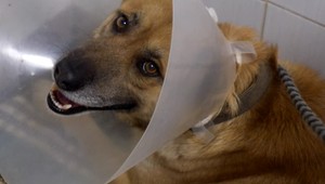 Boj o život. Na Silvestra zrejme ušiel pred petardami, auto mu zlomilo panvu