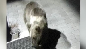 Usmrtili kontajnerového medveďa. Jeho správanie ohrozovalo miestnych obyvateľov