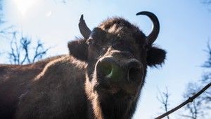 Populácia zubra vstala z popola: Z 54 kusov je ich na svete už vyše 11-tisíc