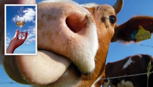 Francúzi opíjajú kravy! Dôvodom je mäso...