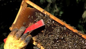 Situácia u včelárov je viac ako vážna. Svetový deň včiel nám pripomína, že potrebujú pomoc