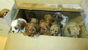 Talianska polícia zadržala gang pašerákov šteniat. Je medzi nimi aj Slovák