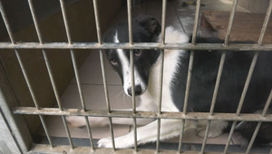 Podvodníci obrali útulok o peniaze. Zvieratá zachránili ľudia s dobrým srdcom