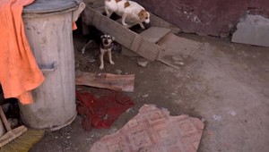 Tvrdili, že psov vezú do útulku. Svedkovia ale počuli, že z nich chcú urobiť masť